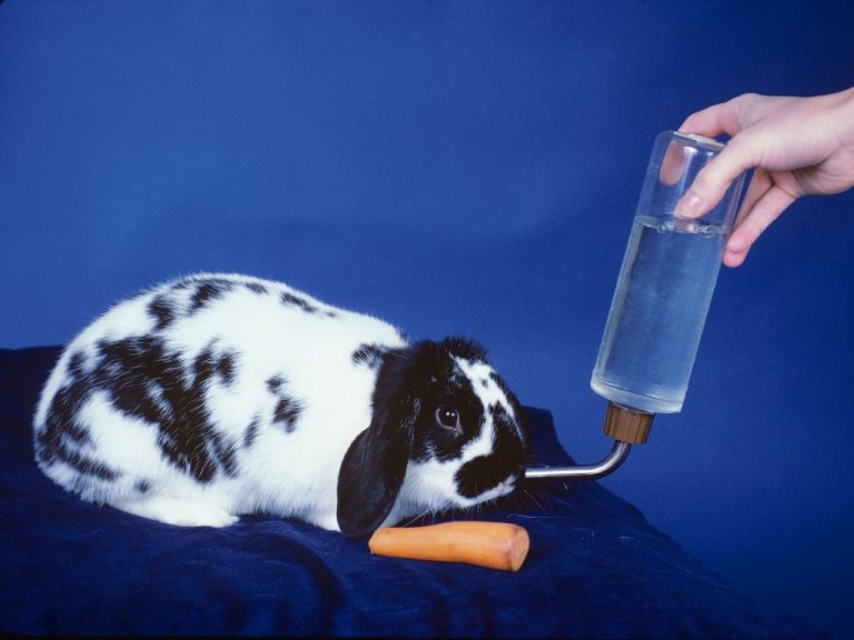 How Does Rabbit Drink Water Rabbits and Their Water Intake
