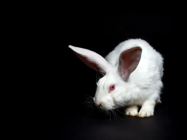 Can Rabbit See in the Dark: Rabbit’s Night Vision and Eye Structure