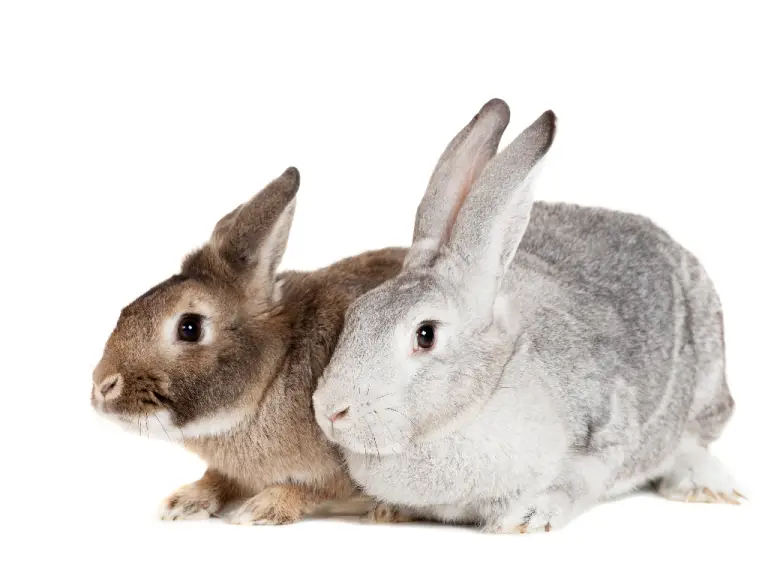Can Rabbits Get Pregnant Without a Male: Everything You Need to Know About Rabbit Reproduction
