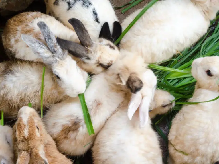 Can Rabbits and Guinea Pigs Live Together: How Are They As Cagemates?