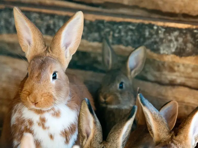 How Many Bunny Can a Rabbit Have: The Pregnancy and Reproduction of Rabbits