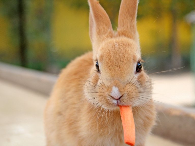 Can Rabbits Eat Carrots: A Guide to Safely Feeding Carrots to Your Pet Bunnies