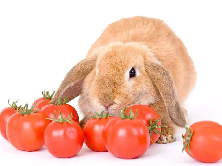 Can Rabbit Eat Tomato: A Guide to Safely Feeding Tomatoes to Your Pet Bunnies