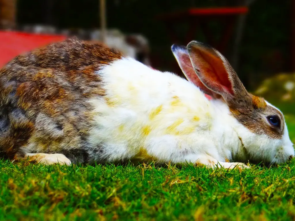Can Rabbits Eat Iceberg Lettuce: Surprising Foods That Aren't Safe for
