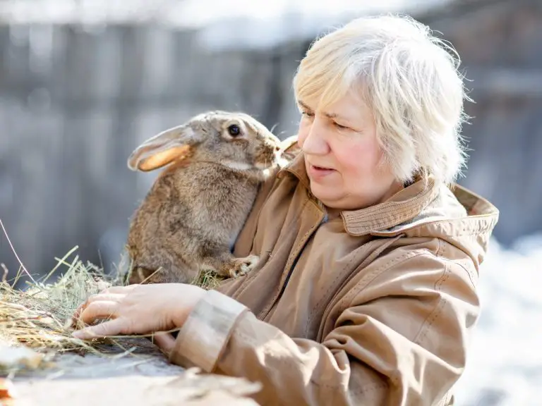 Are Rabbits Mammals: The Classification of Rabbits in the Animal Kingdom