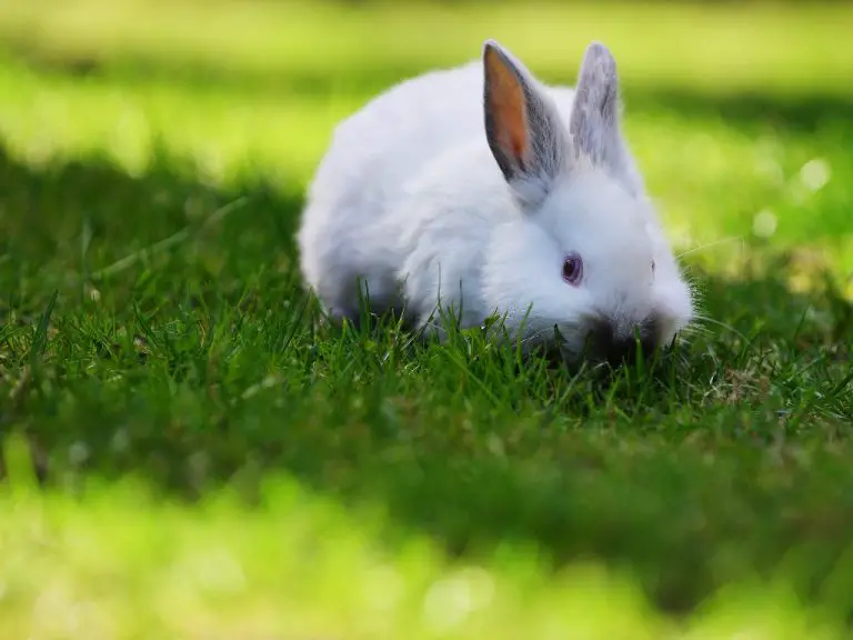Can Rabbits Purr: Sounds That Rabbits Make