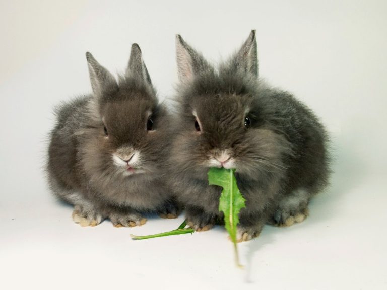 Rabbits Chew on Cardboard: Your Rabbit’s Chewing Habit