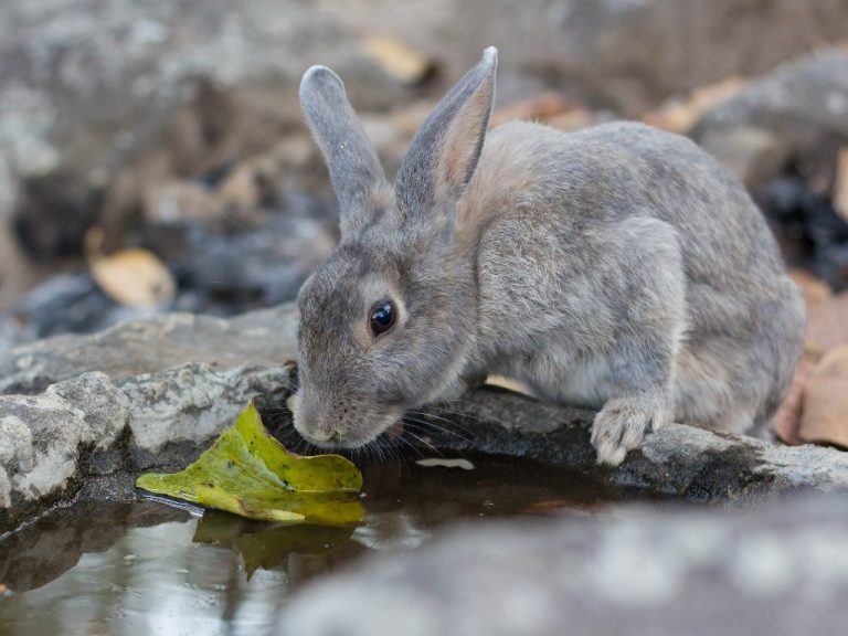 How Does Rabbit Drink Water: Rabbits and Their Water Intake