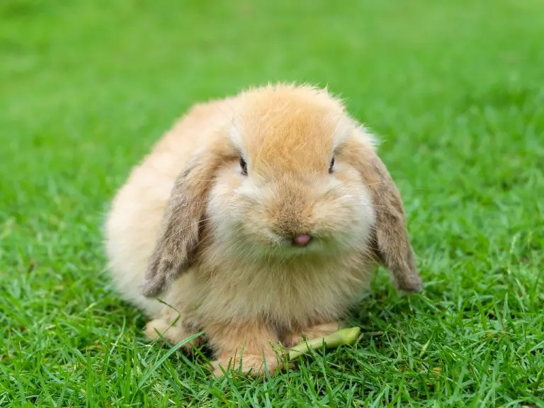 Can Rabbit Eat Grapes: Safely Feeding Grapes to Your Pets