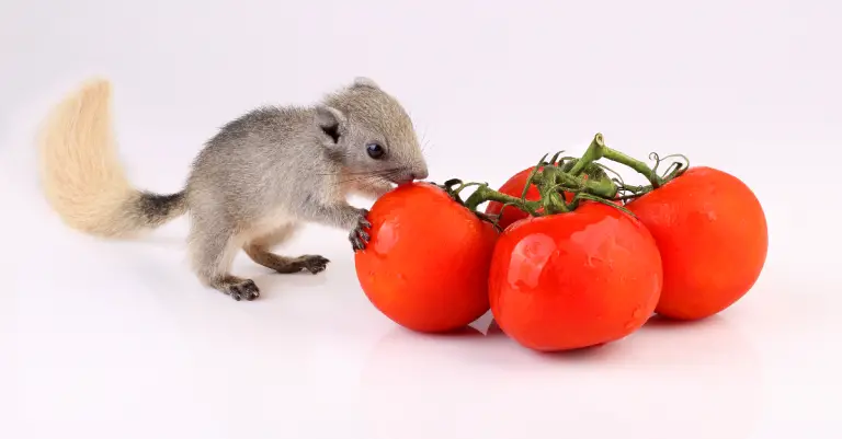 Do Squirrels Eat Tomatoes: Ways to Keep Your Tomatoes Safe From Squirrels