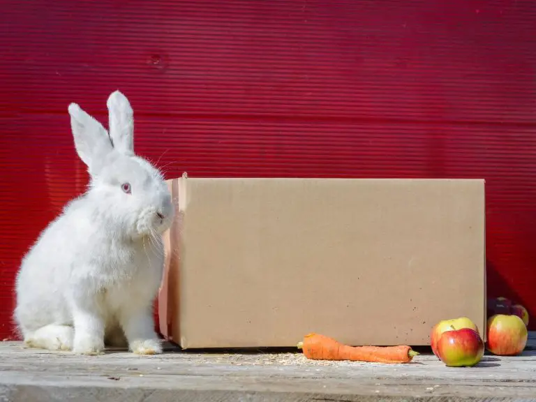 Rabbit vs. Bunny vs. Hare: The Main Differences to Guide You in Choosing the Best Pet for You