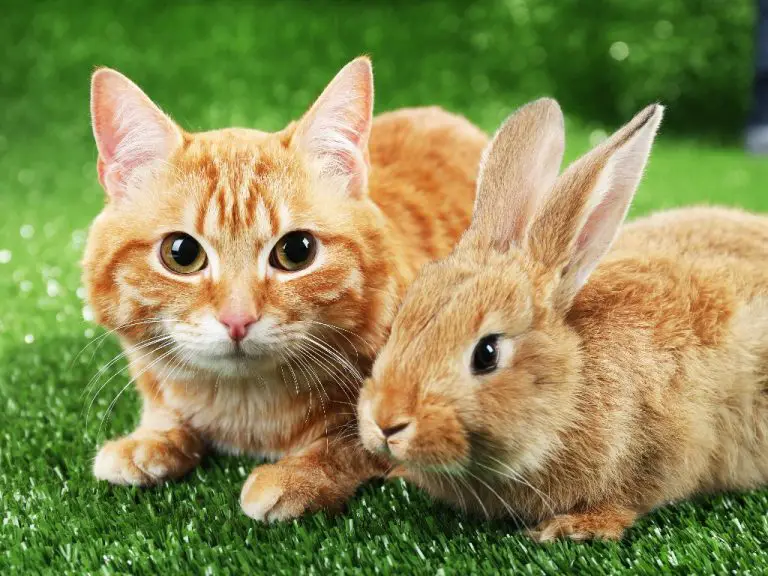 Can Rabbits and Cats Breed: How to Safely Keep Rabbits and Cats in the Same Space