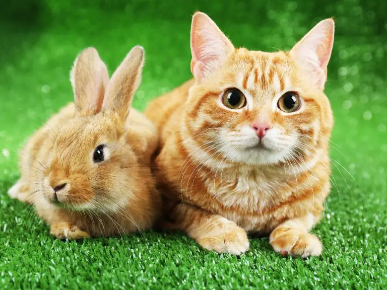 Can Rabbits and Cats Get Along: Rabbits and Cats As Playmates