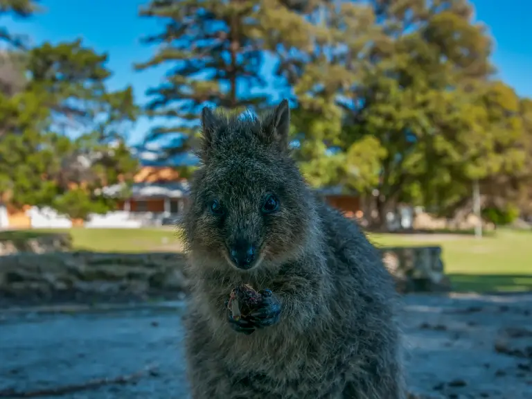 Can Quokkas Be Pets: Reasons Why You Shouldn’t Have Quokkas as a Pet