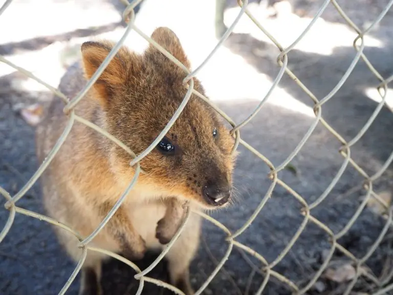 Are Quokkas Endangered: The Various Threats Faced by This Vulnerable Species