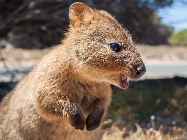 Can You Own a Quokka: Is It Even Legal?