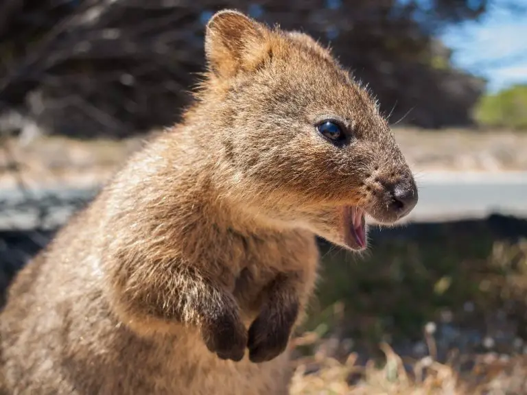 How Much Is a Quokka: Quokka as an Expensive Pet