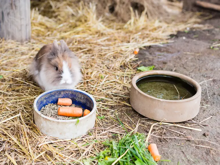 Can Rabbits Drink Out of a Bowl Keeping Your Rabbits Hydrated