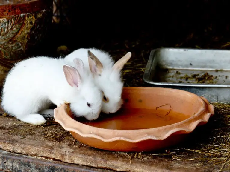 Can Rabbits Drink Cold Water: Best Water for Your Pet Rabbit