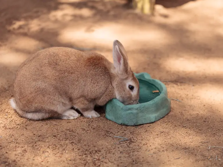Can Rabbits Drink Out of a Bowl: Keeping Your Rabbits Hydrated