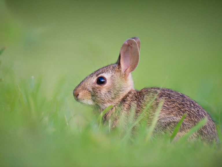 Are Rabbits Hypoallergenic: What You Need to Know About Rabbit Allergies