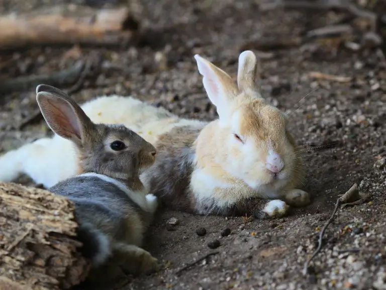 What Kills Rabbits Quickly: The Top Predators of Rabbits and Tips for Protection