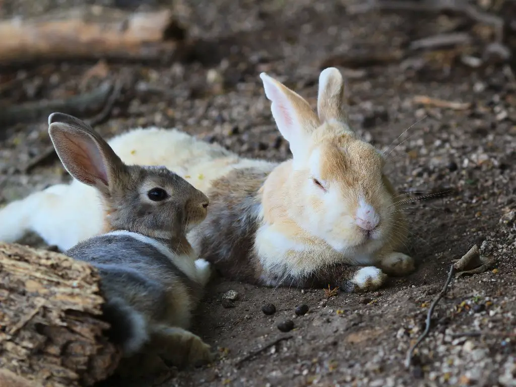 What Kills Rabbits Quickly: The Top Predators of Rabbits and Tips for