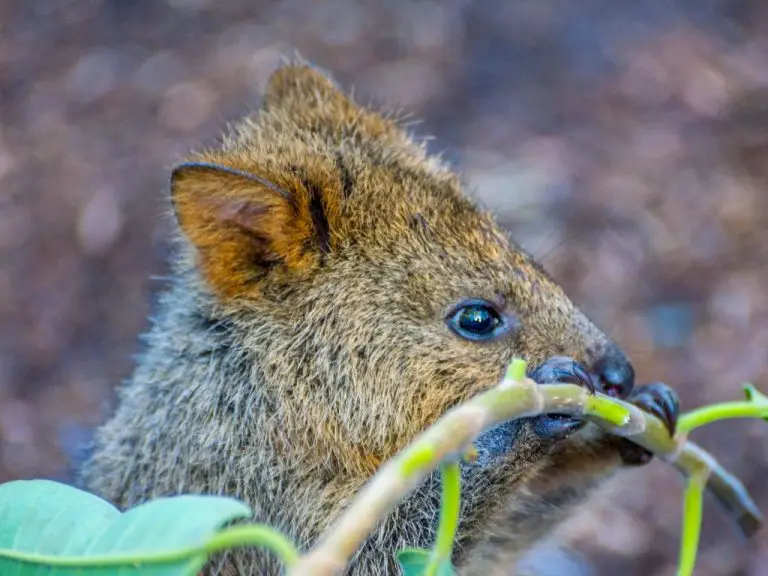 What Do Quokkas Eat: The Interesting Diet and Freaky Facts About Quokkas