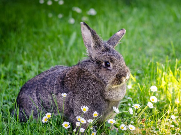 When Can Rabbit Get Pregnant: Signs That Your Rabbit Is Pregnant