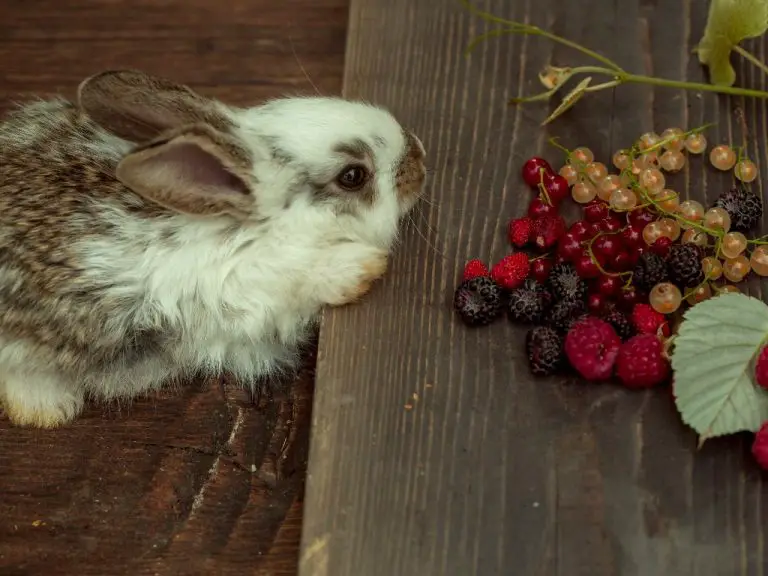 Can Rabbits Have Strawberries: Strawberries as Part of Rabbit’s Healthy Diet