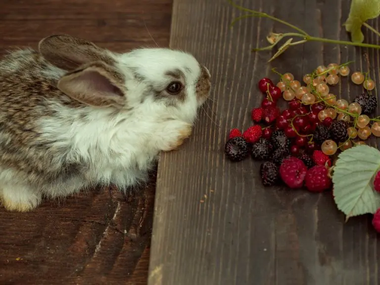 Can Rabbits Have Strawberries: Strawberries as Part of Rabbit’s Healthy Diet