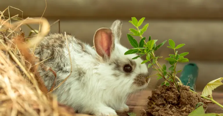 Can Rabbit Drink Milk: Danger of Milk to Rabbits