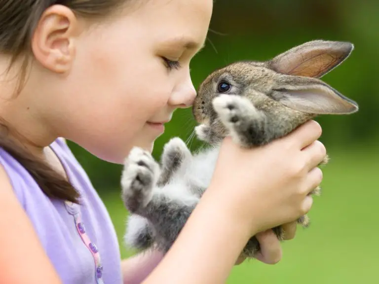 How to Get Your Rabbit to Trust You: Tips to Earn Your Rabbit’s Trust