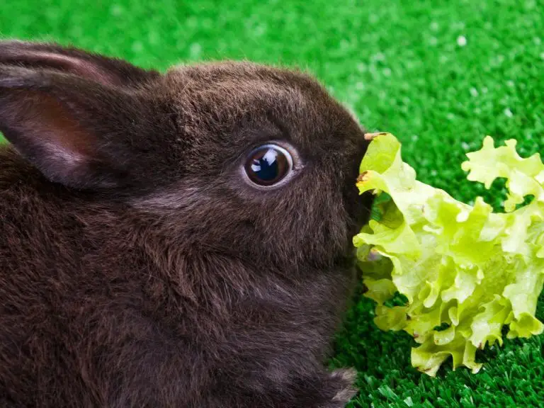 Can Rabbit Eat Cabbage: A Guide to Safely Feeding Cabbage to Your Bunnies