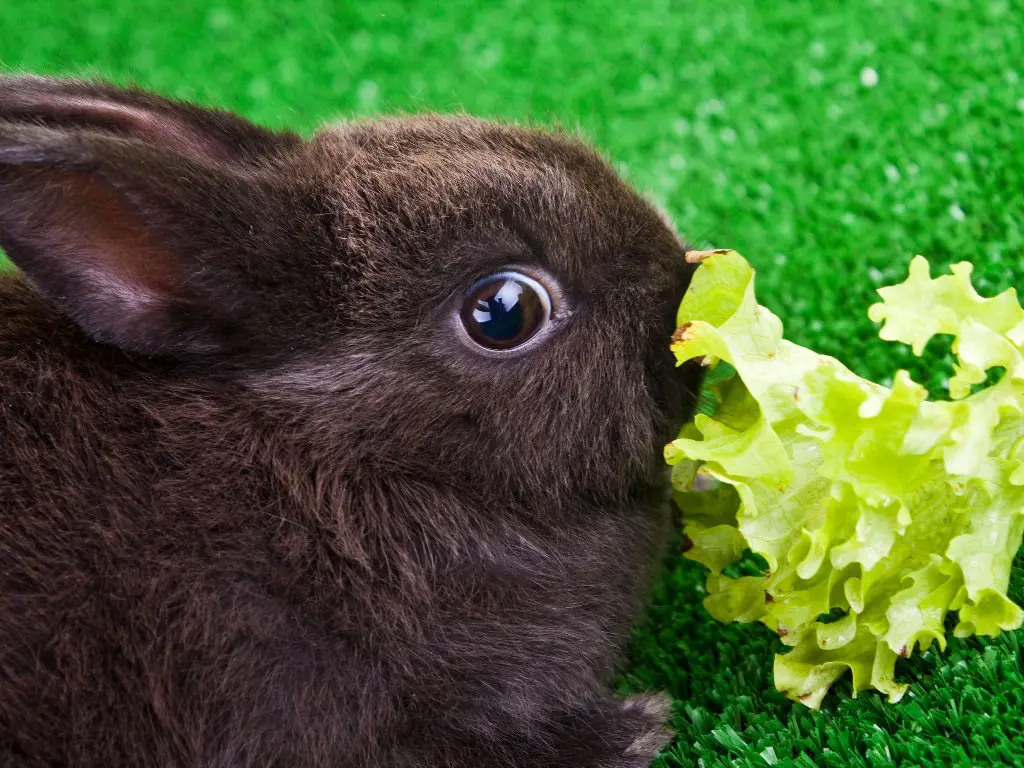 Can Rabbit Eat Cabbage A Guide to Safely Feeding Cabbage to Your