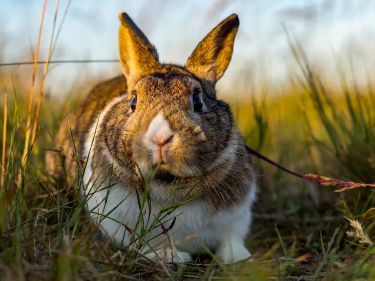 How to Bathe a Rabbit: 4 Ways to Bathe Your Pet Rabbit