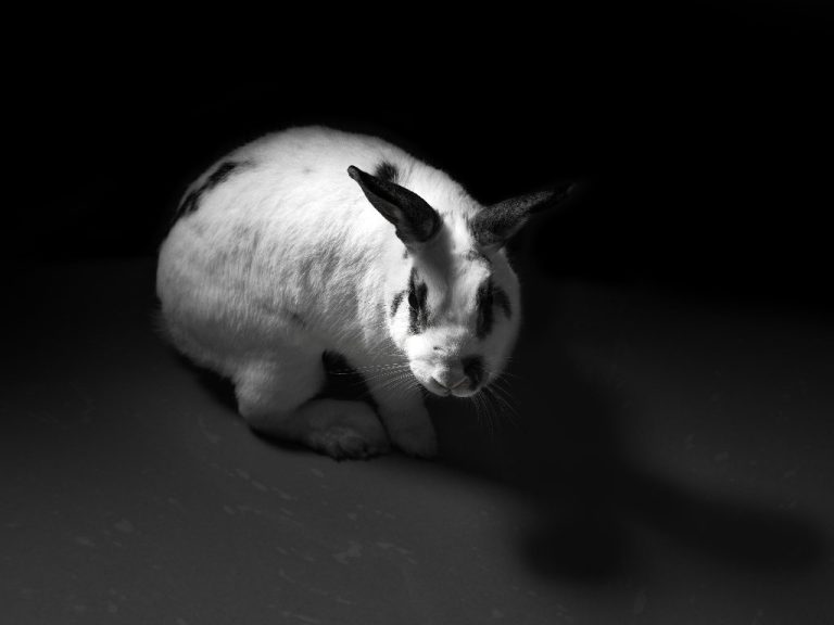 What Kills Rabbits at Night: Your Rabbit’s Predators at Night and How to Avoid Them