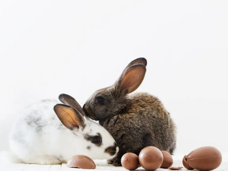 Are Rabbits Hard to Take Care of Tips to Take Care of Your Rabbit