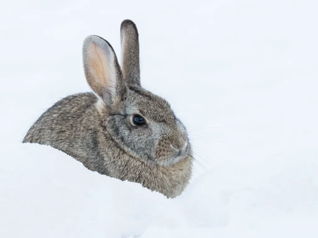 When Do Rabbits Hibernate: Rabbits' Behavior in Winter - DiscoveryNatures