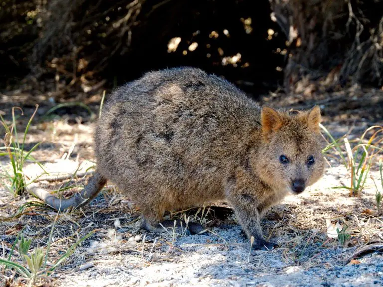Quokka Predators: What You Need to Know About the Declining Population of Quokkas in the Wild
