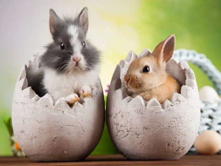When Do Rabbits Stop Growing: The Growth Timeline of Rabbits