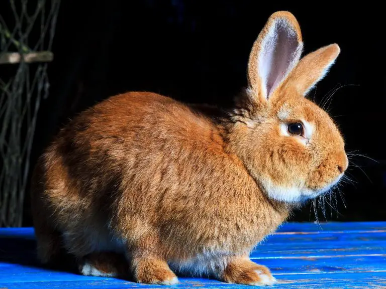 Can Rabbit Get Fleas: Everything You Need to Know When It Comes to Your Bunnies’ Fleas