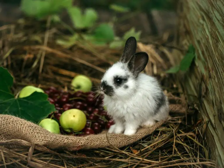 Are Rabbits Vegetarian Healthy Fruits and Vegetables for Rabbits