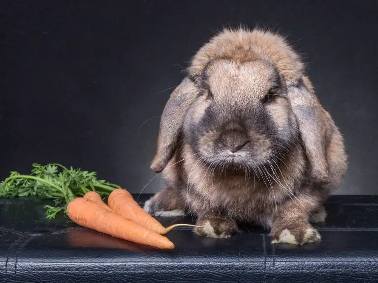 What Does Rabbit Eat: List of Best Foods for Rabbits