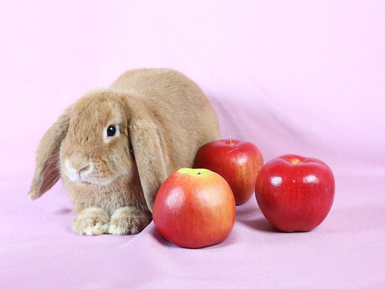 Can Rabbits Eat Apples: A Guide to Safely Feeding Your Pet Apples