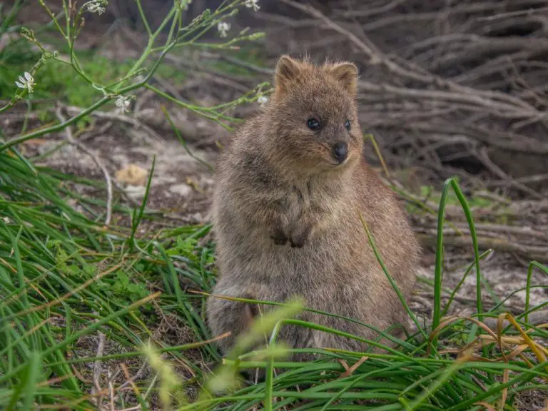 What Do Quokkas Eat The Interesting Diet and Freaky Facts About