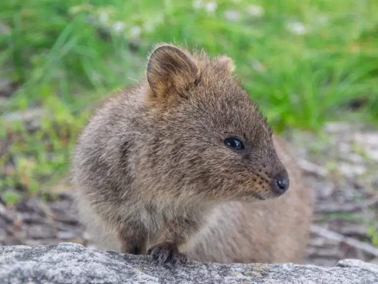 Quokka Personality Traits: Get to Know Your Quokka