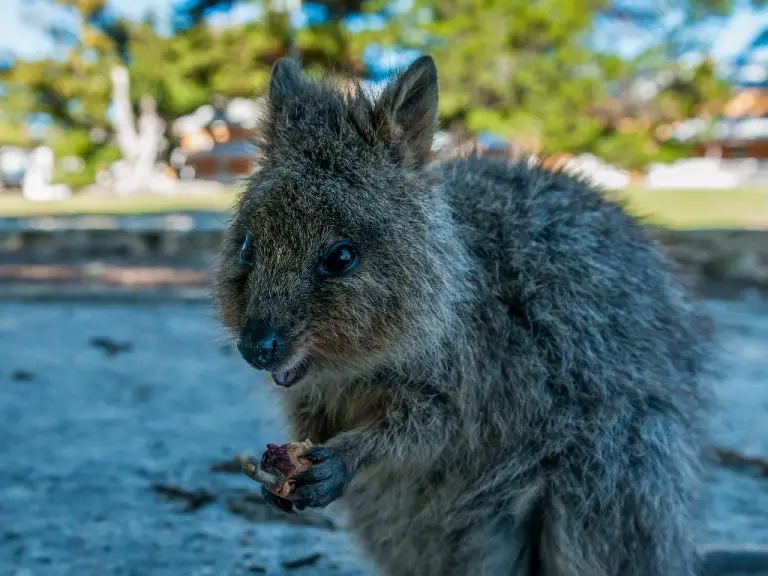 Are Quokkas Friendly: Everything You Need to Know When Interacting With This Adorable Marsupial