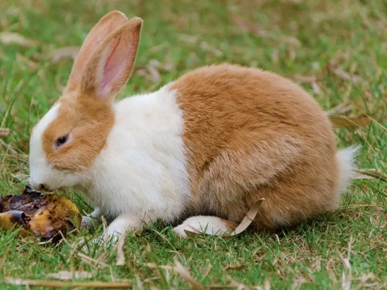 Can Rabbit Eat Mango: Best Parts for Rabbits and How to Prepare