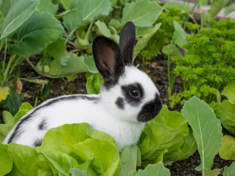 How to Keep Rabbits Out of Garden and Yard: Getting Rid of Rabbits